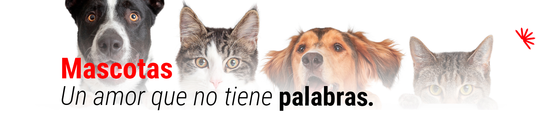 Mascotas